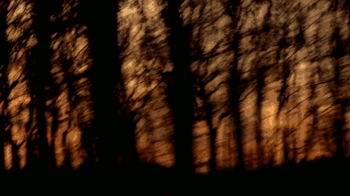 Driving past the trees. Driving past the trees.